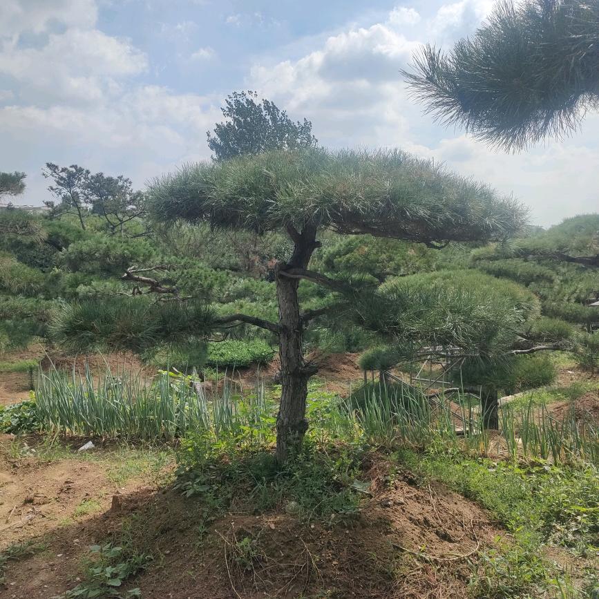 泰山松圆林