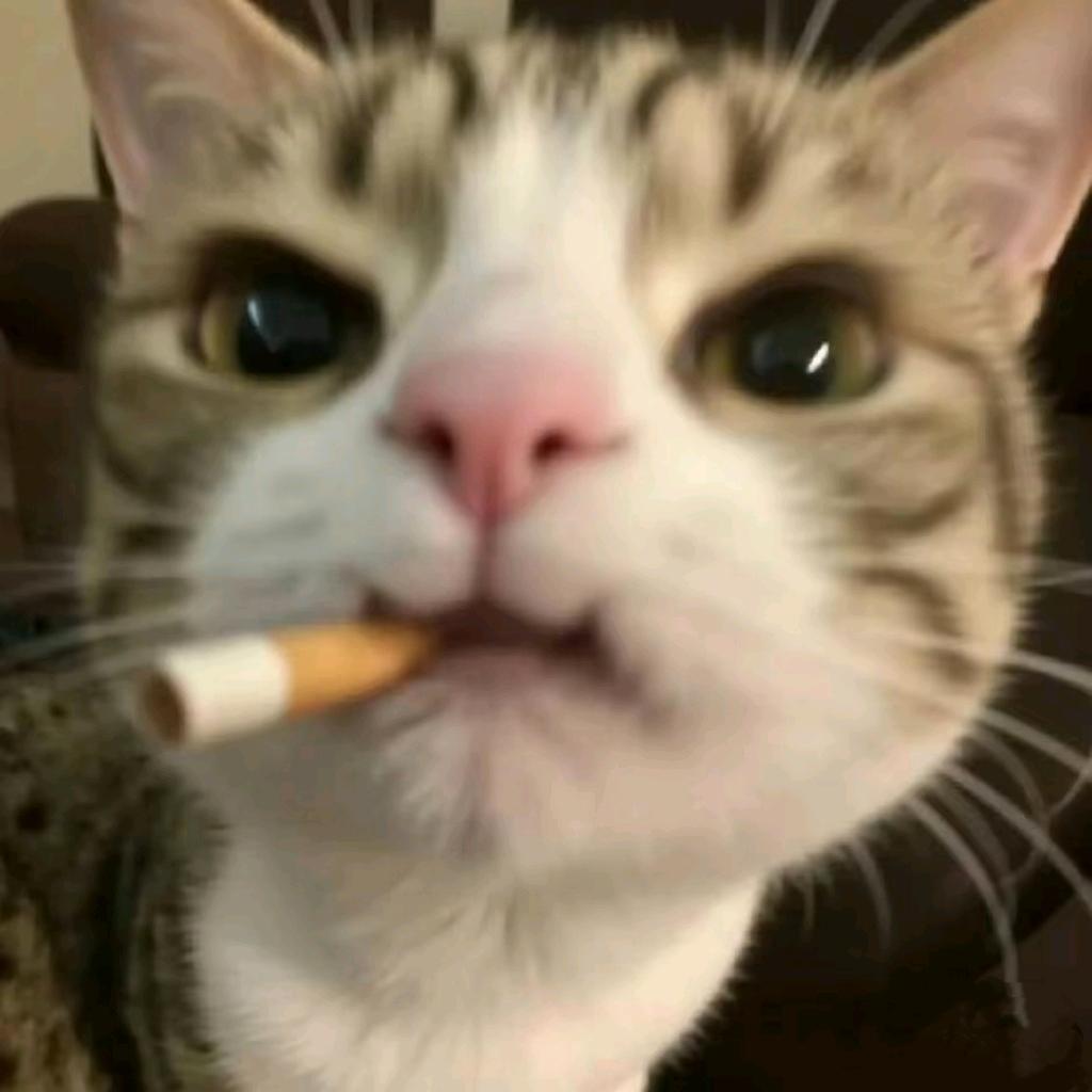 东北在逃烤冷面.