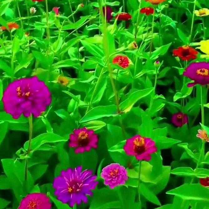 ꧁)幸运💞相随(꧂