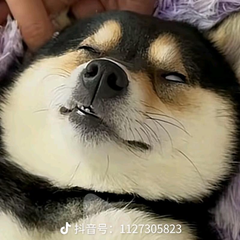 斯卡