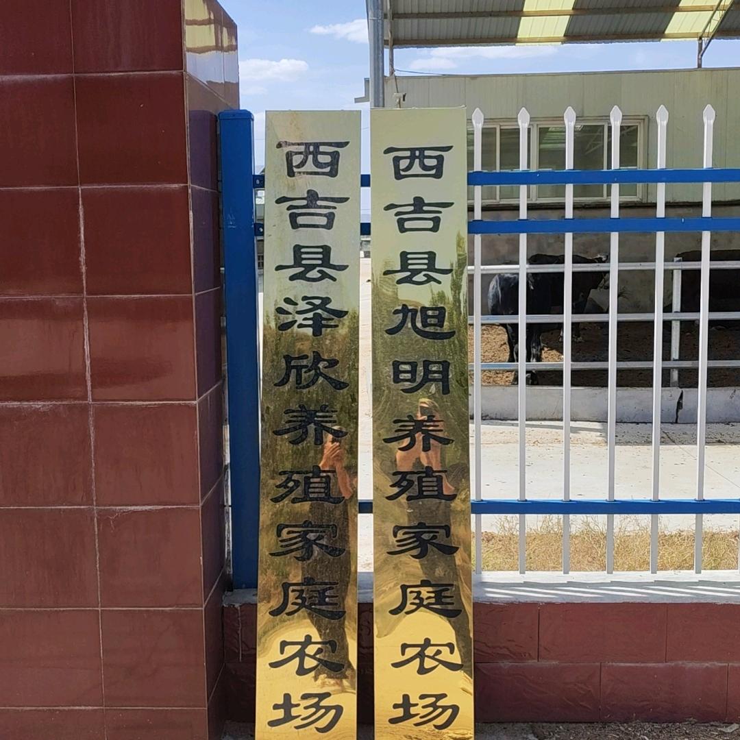 宁夏单家集肥牛