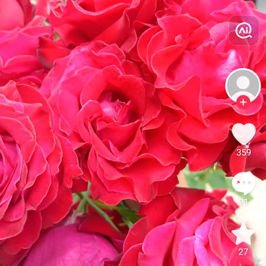 天天开心《张》