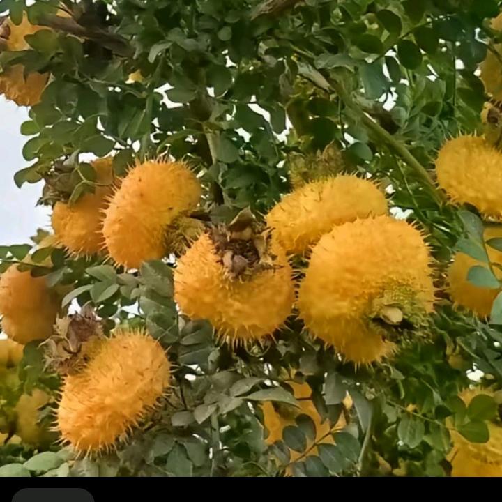 心🌹想🌹事🌹成2025🐕🐕🌹