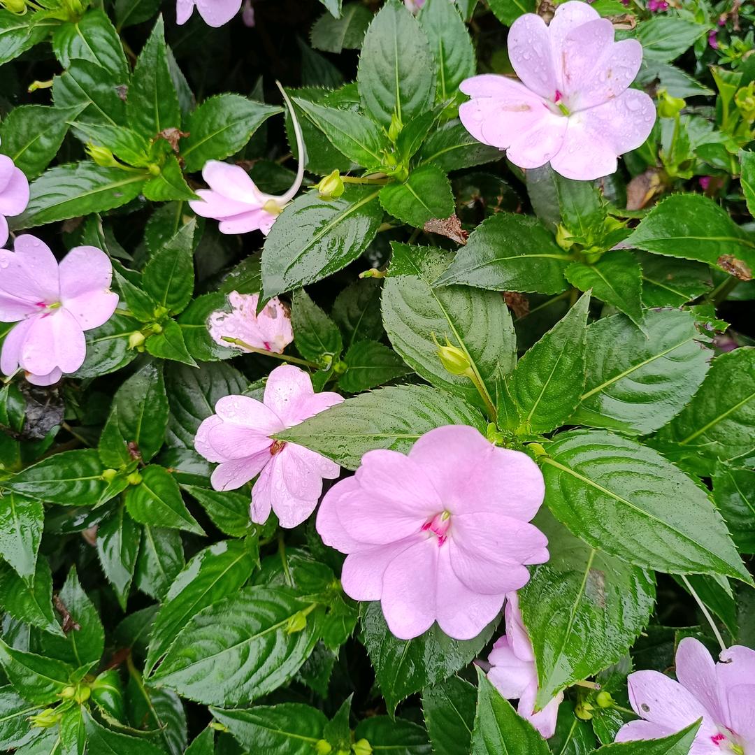 🍎🍎萍水相逢🍎🍎