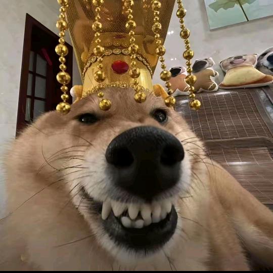 十一和十两