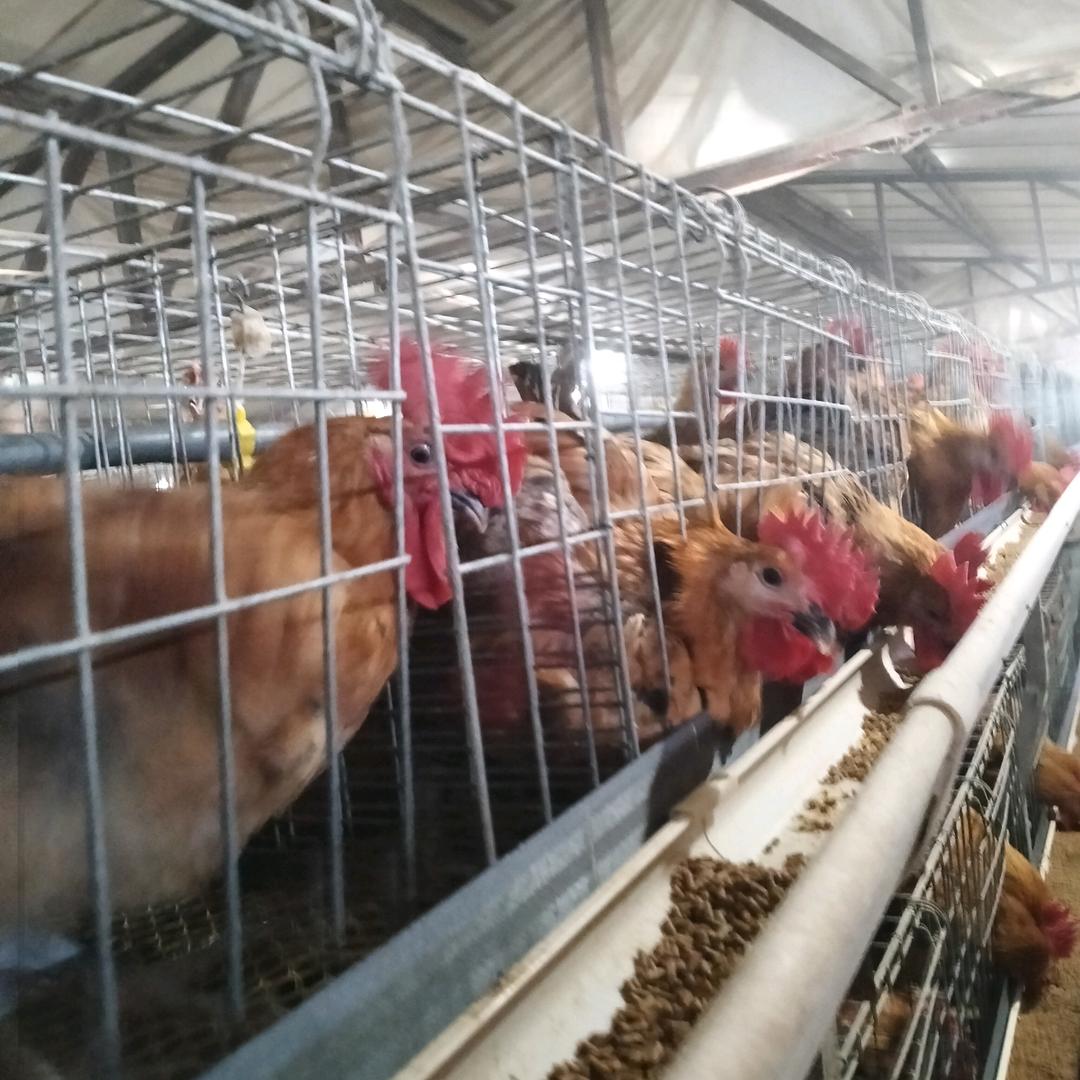 青州养鸡的小姐姐