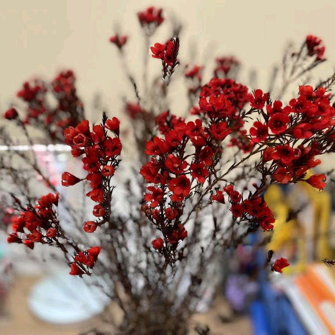 ღℒℴѵℯ ·拉拉ོ ⁵²⁰