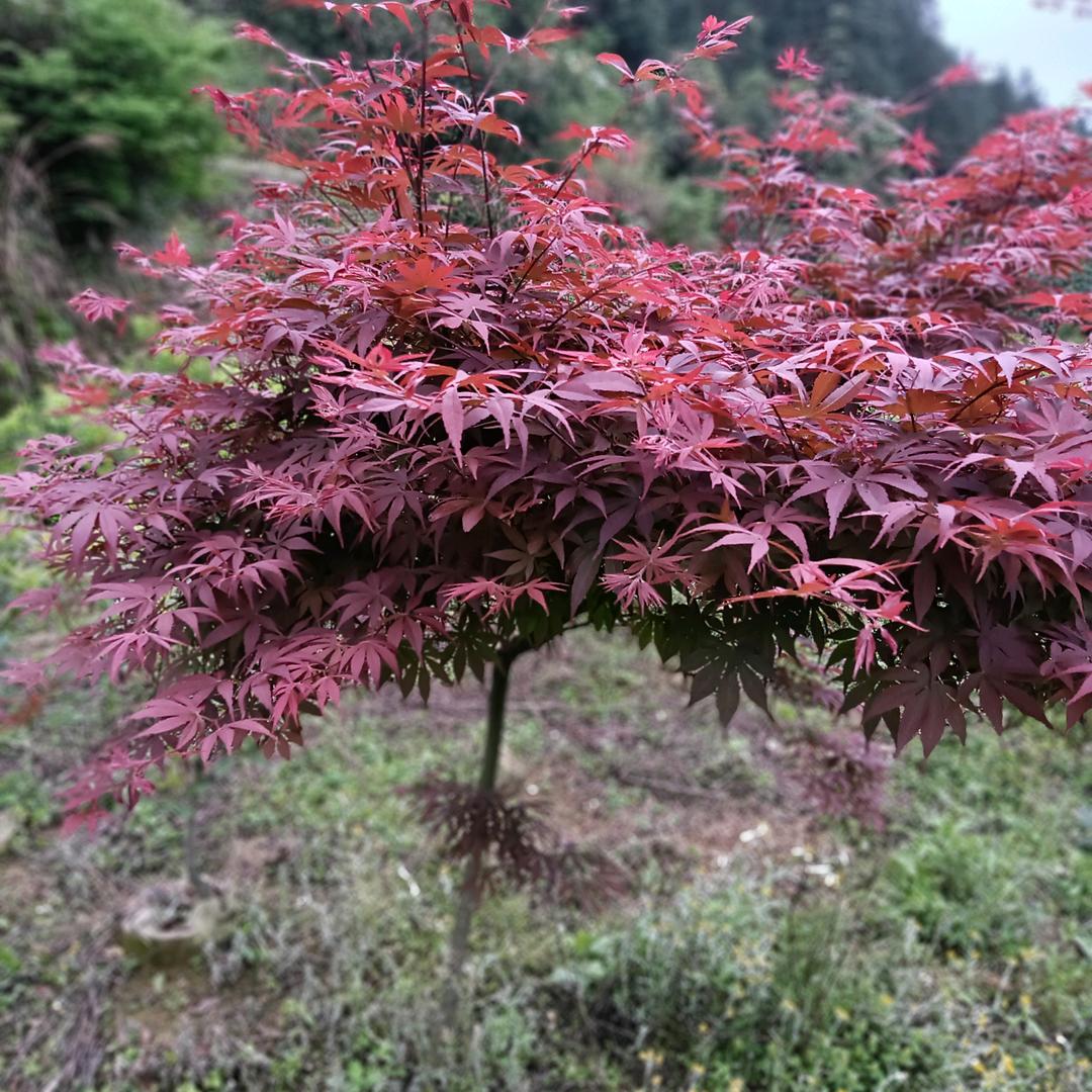 景晟佳源怡泰果树苗木5