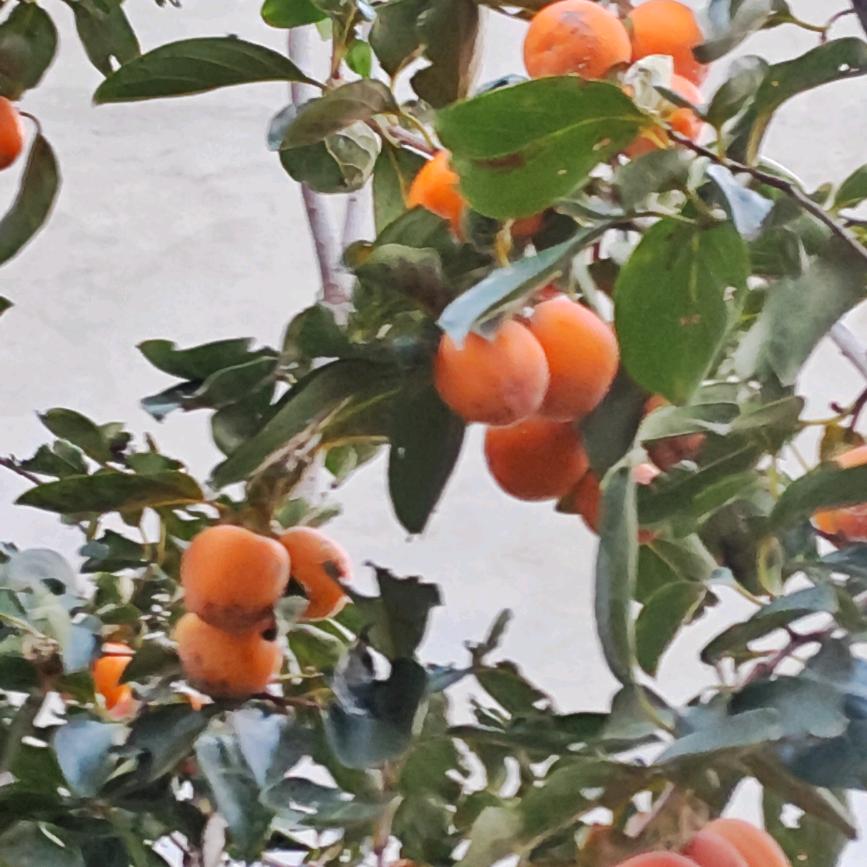 花语心扉