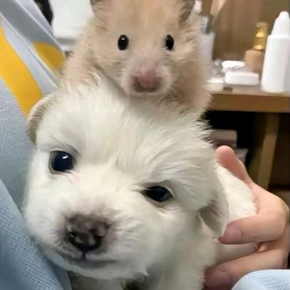 不会变直线的阿豪