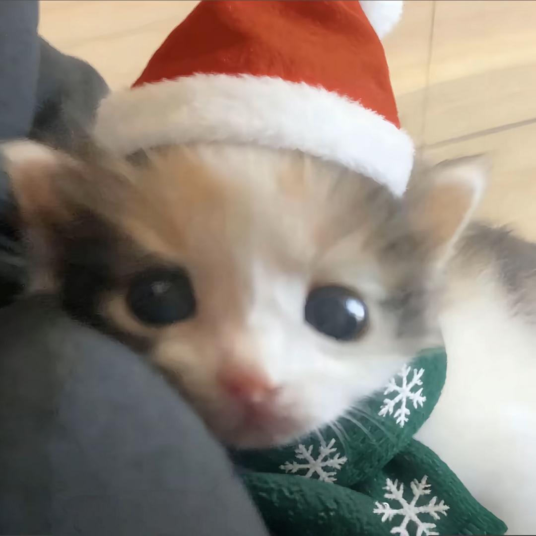 玉兰花