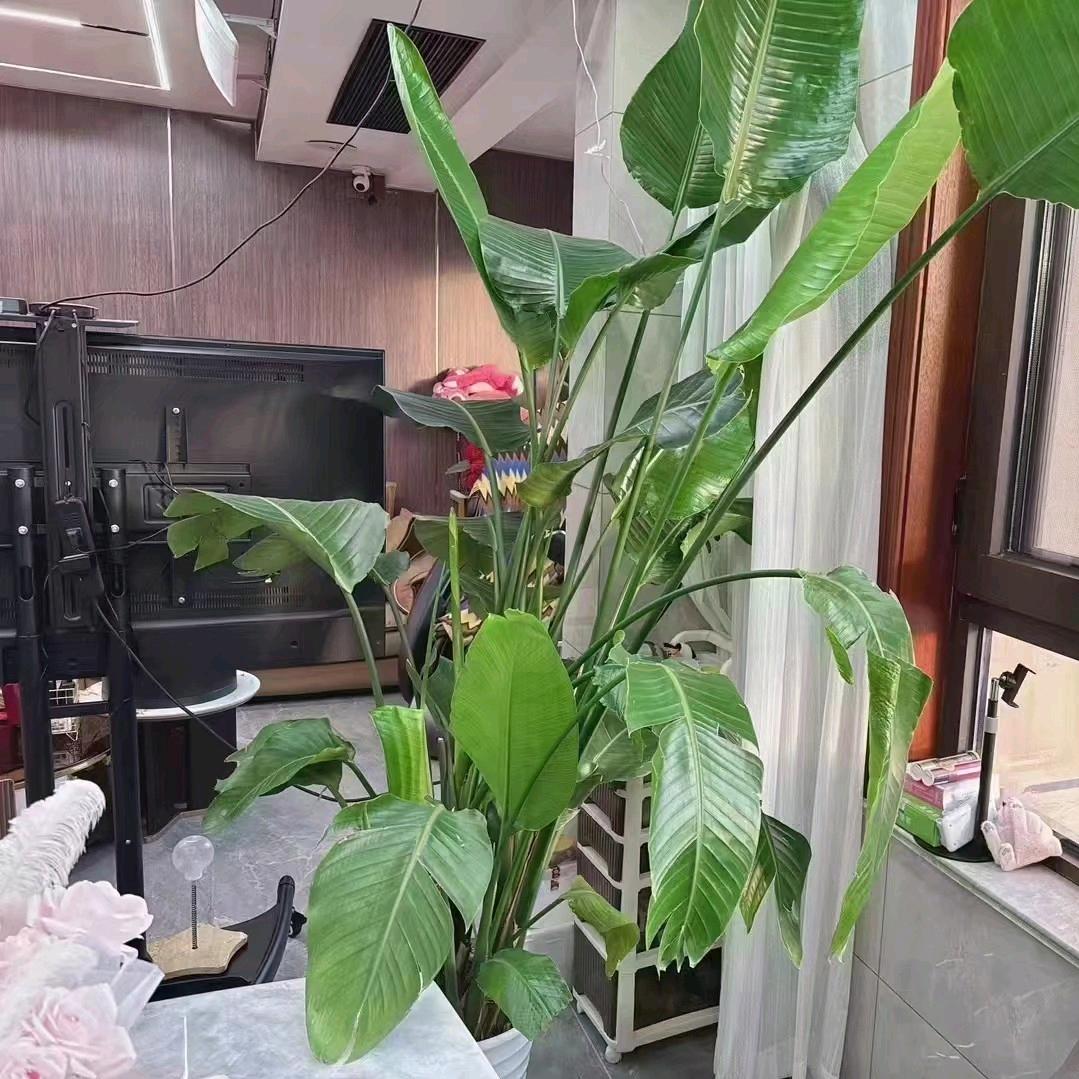 小棠俊