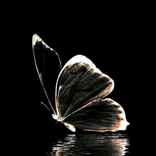 单身的我不来了