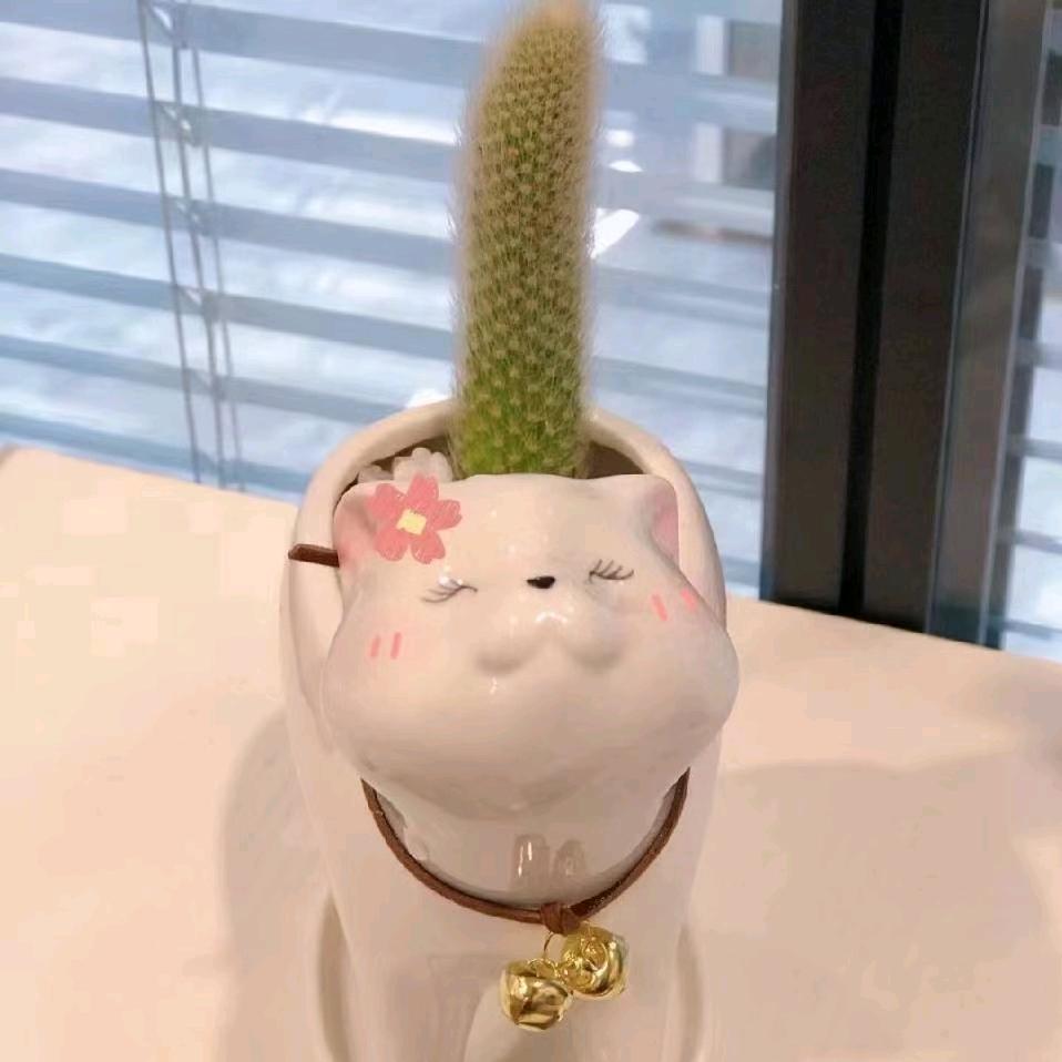 意安可