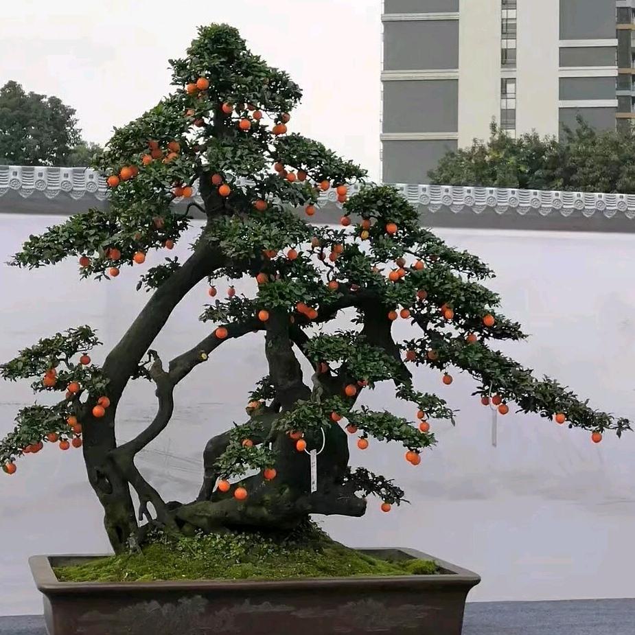 华之艺老翟盆景