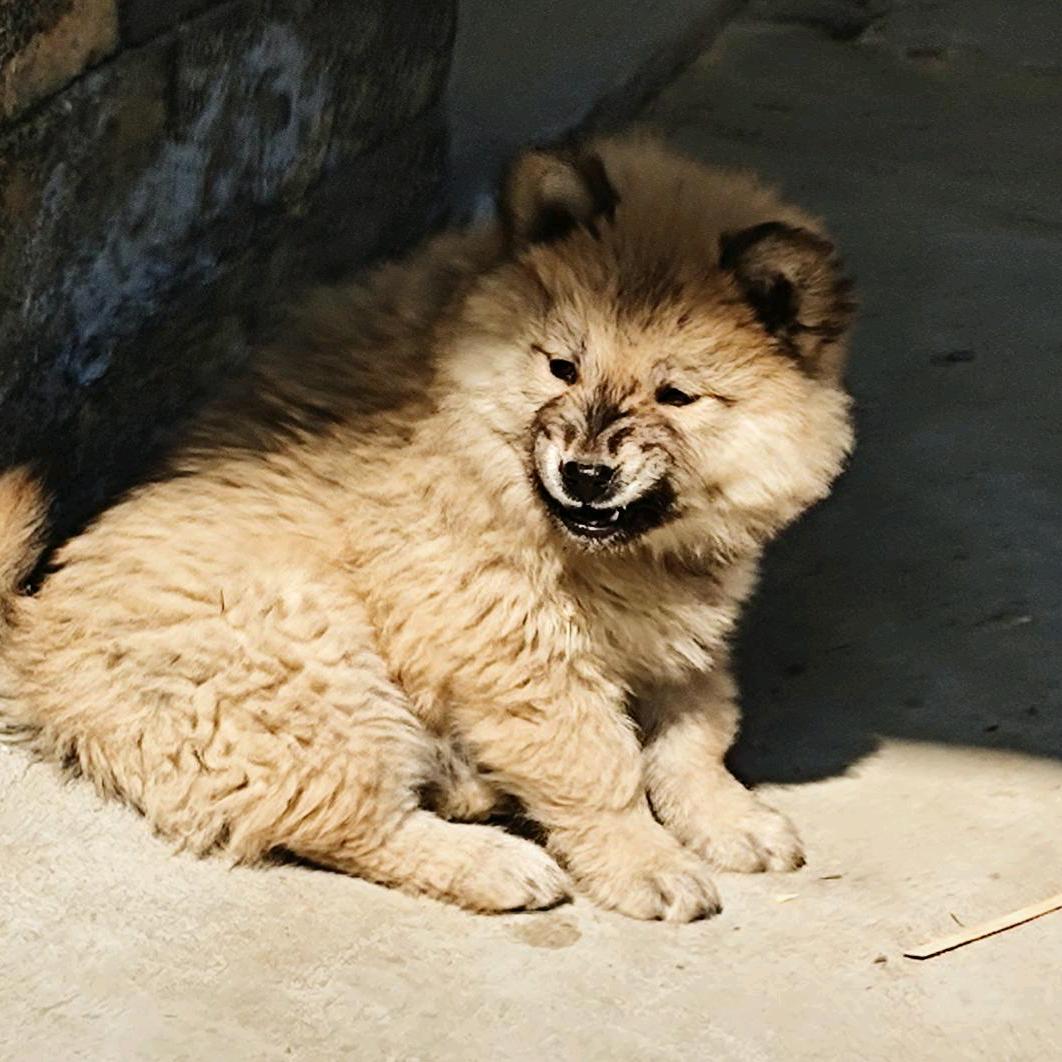 可可西里