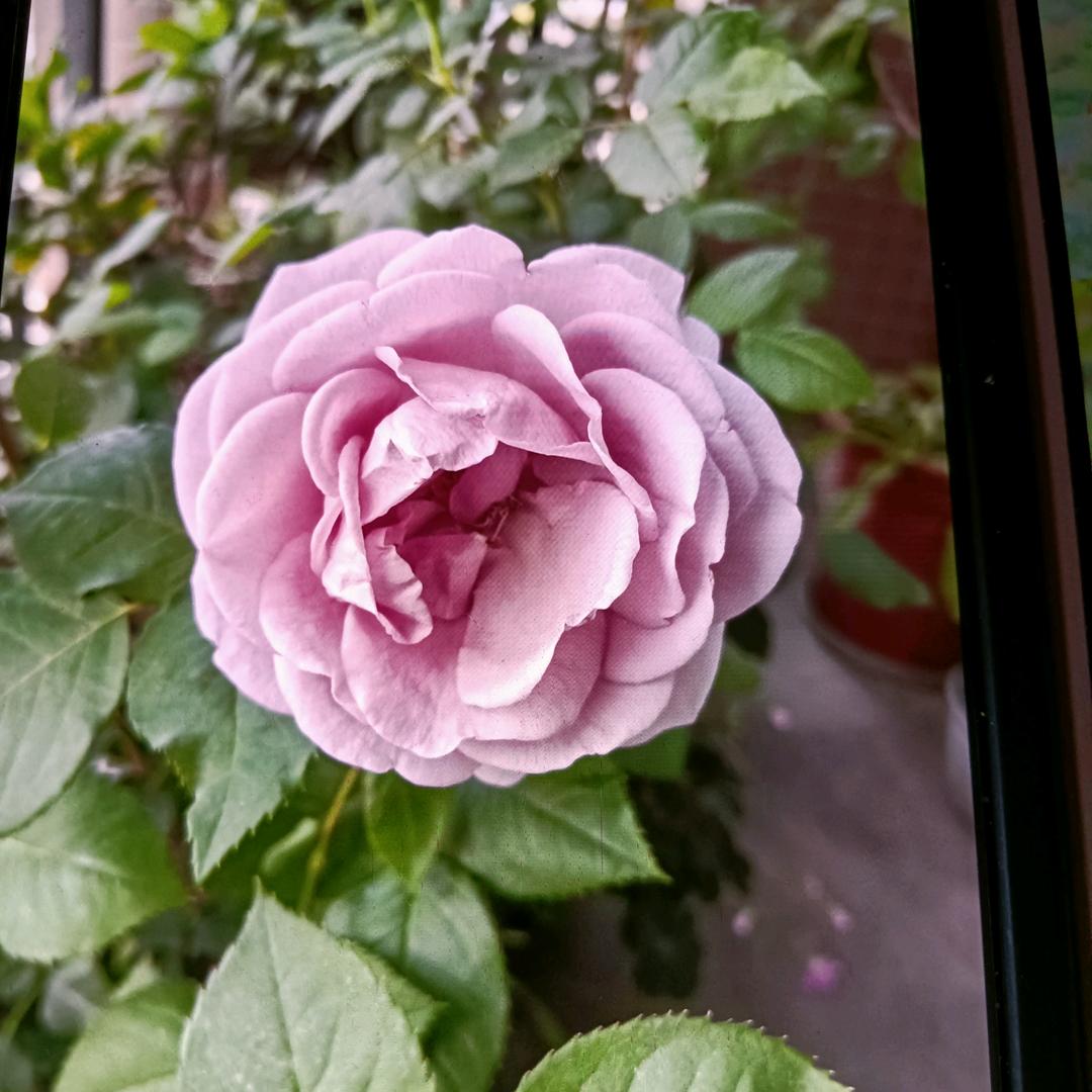 ❄️ 玫瑰花开¹²⁸⁸