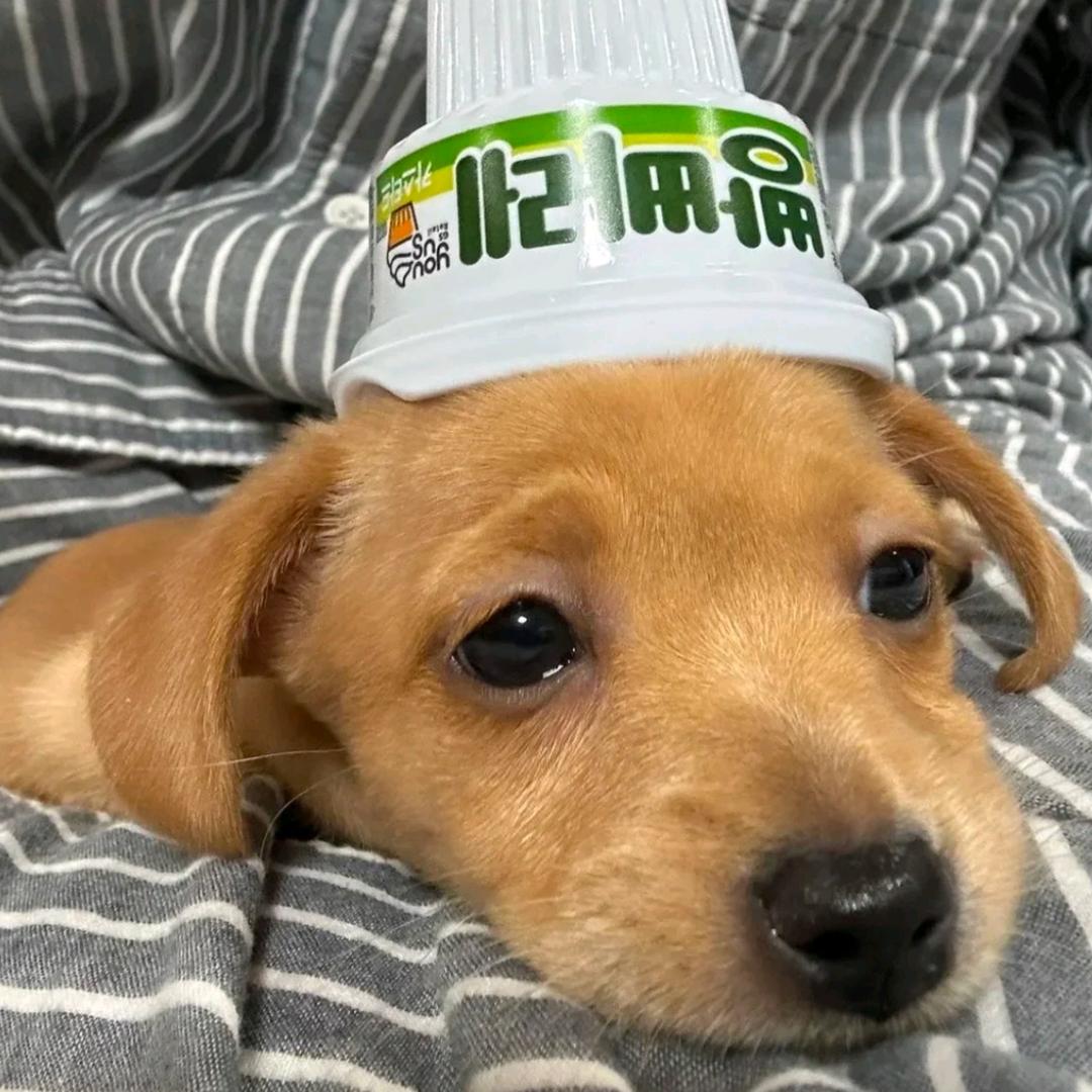 卡吹那🐛