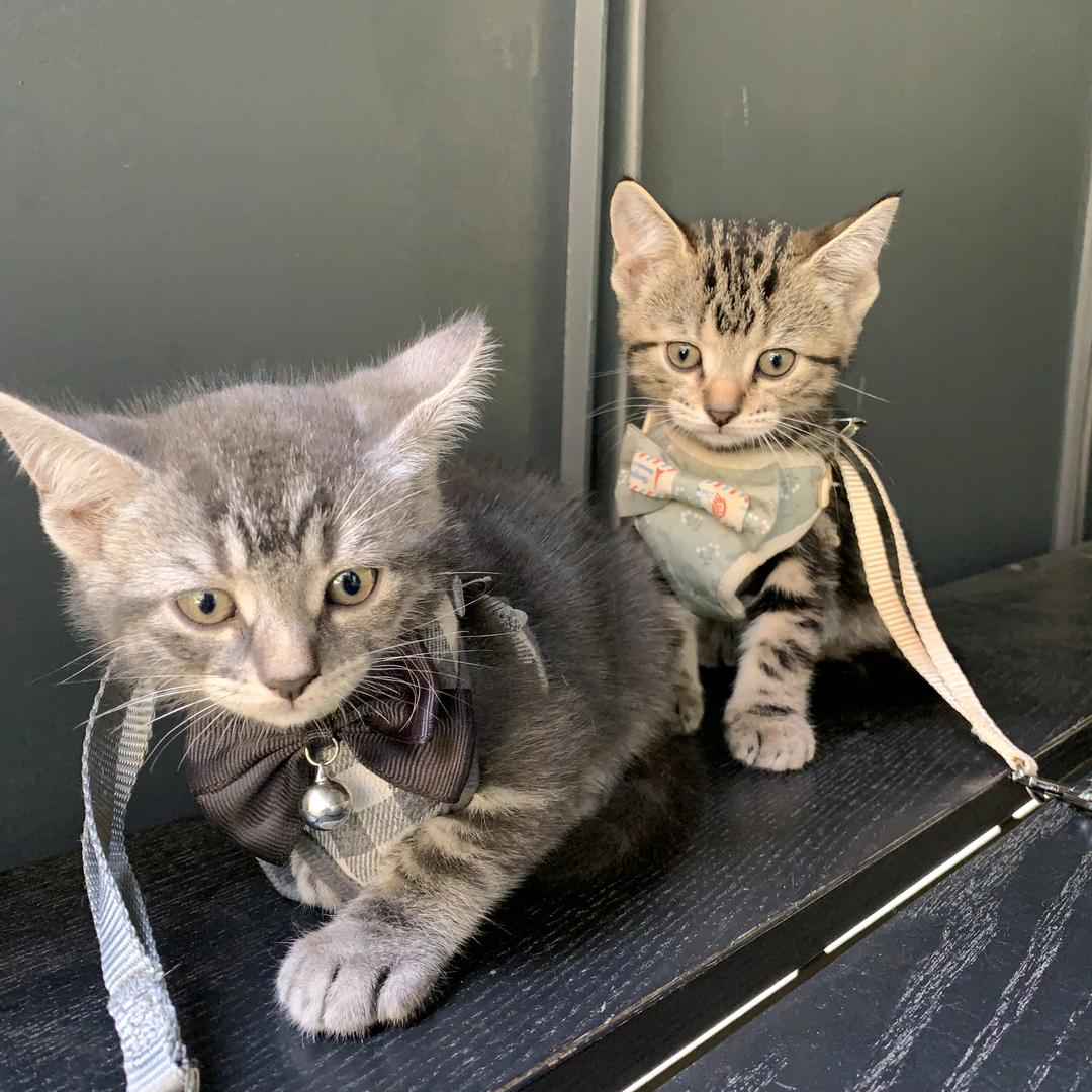 黄老四爱喝可乐