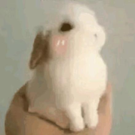 兔子🐰