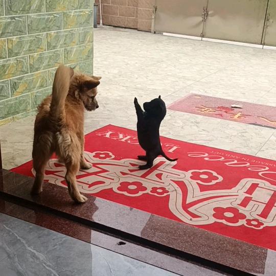 微风轻似梦