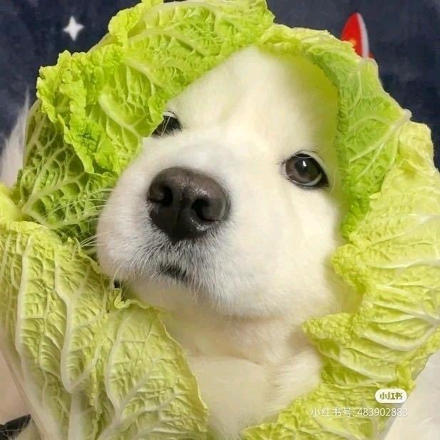 拼多多安徽区域项目-孙多多