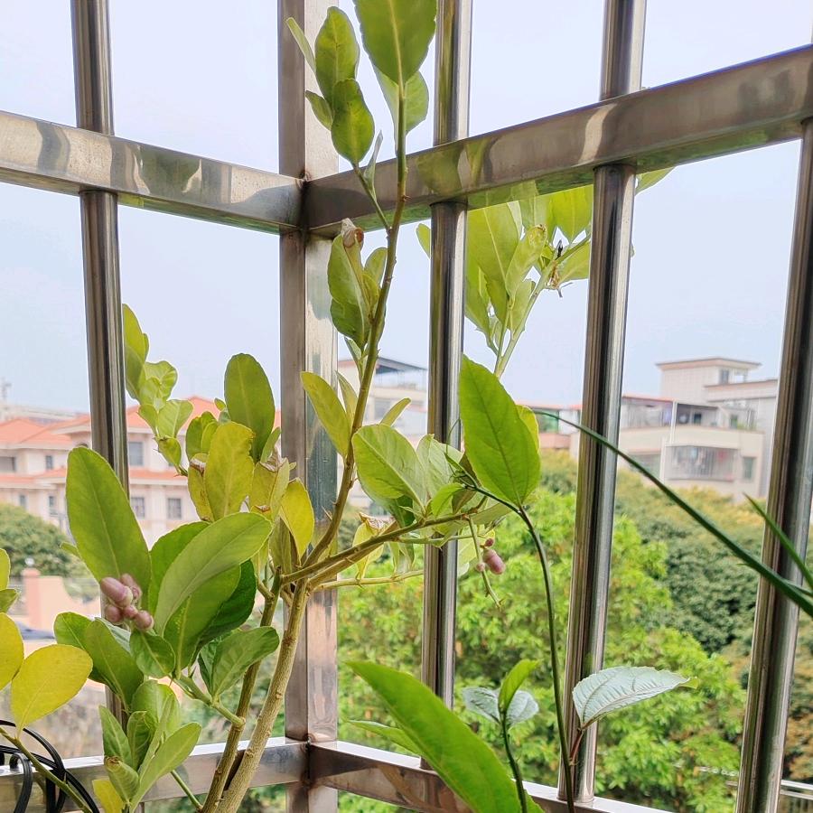 啊橙