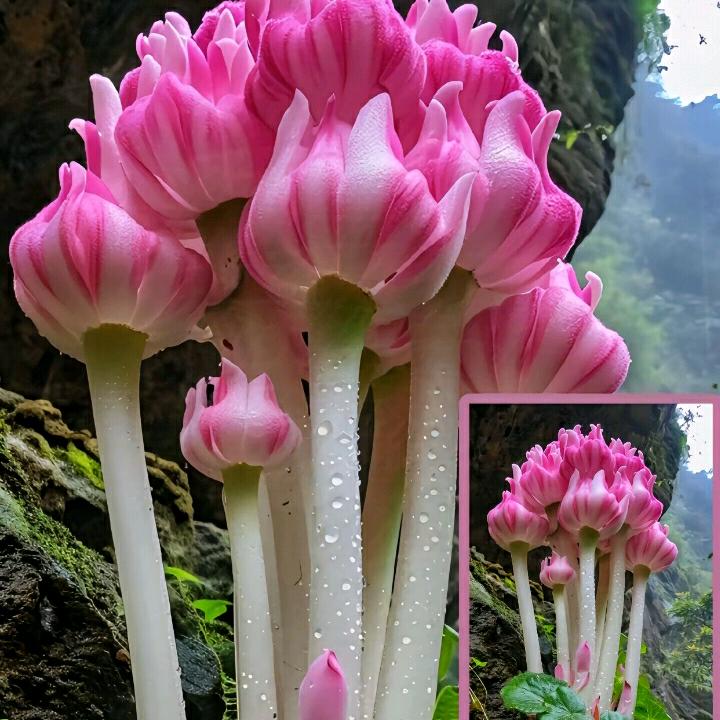 无味人生，杨刚