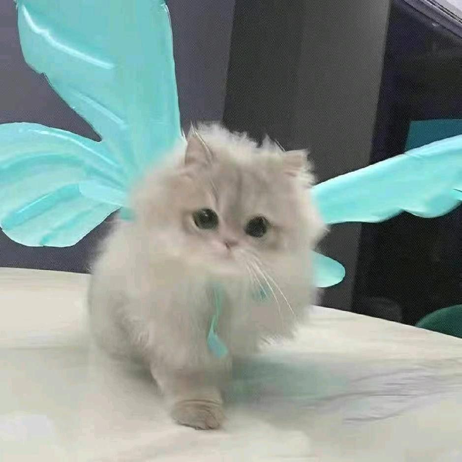 爱睡觉的猫猫头