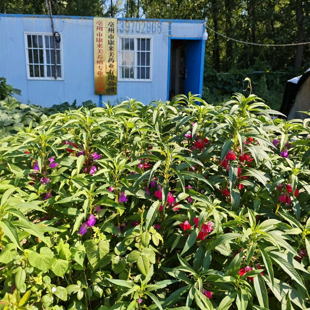 康来美共享农场