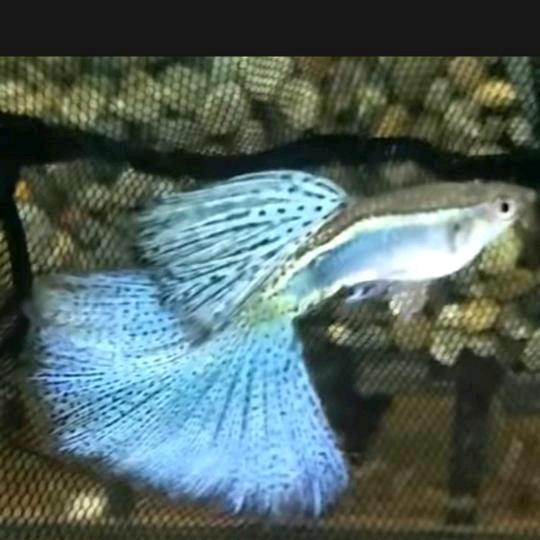 温馨孔雀鱼工作室