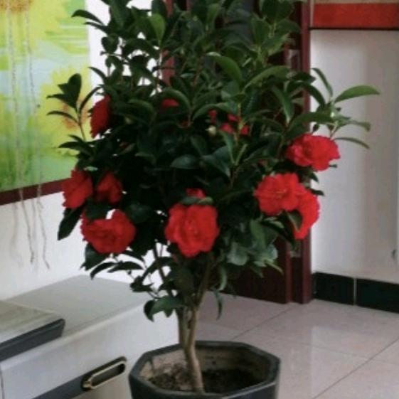虎子各种蔬菜大量有货