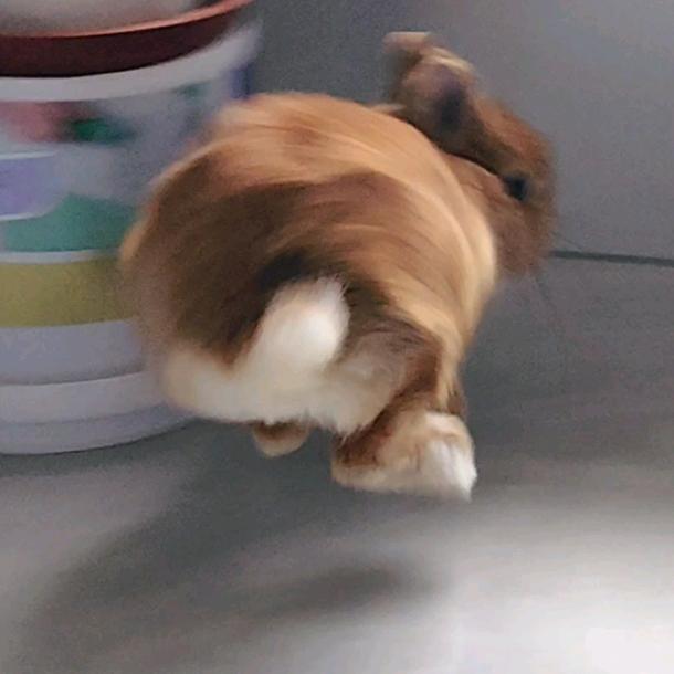 小乖的幸福生活🍓