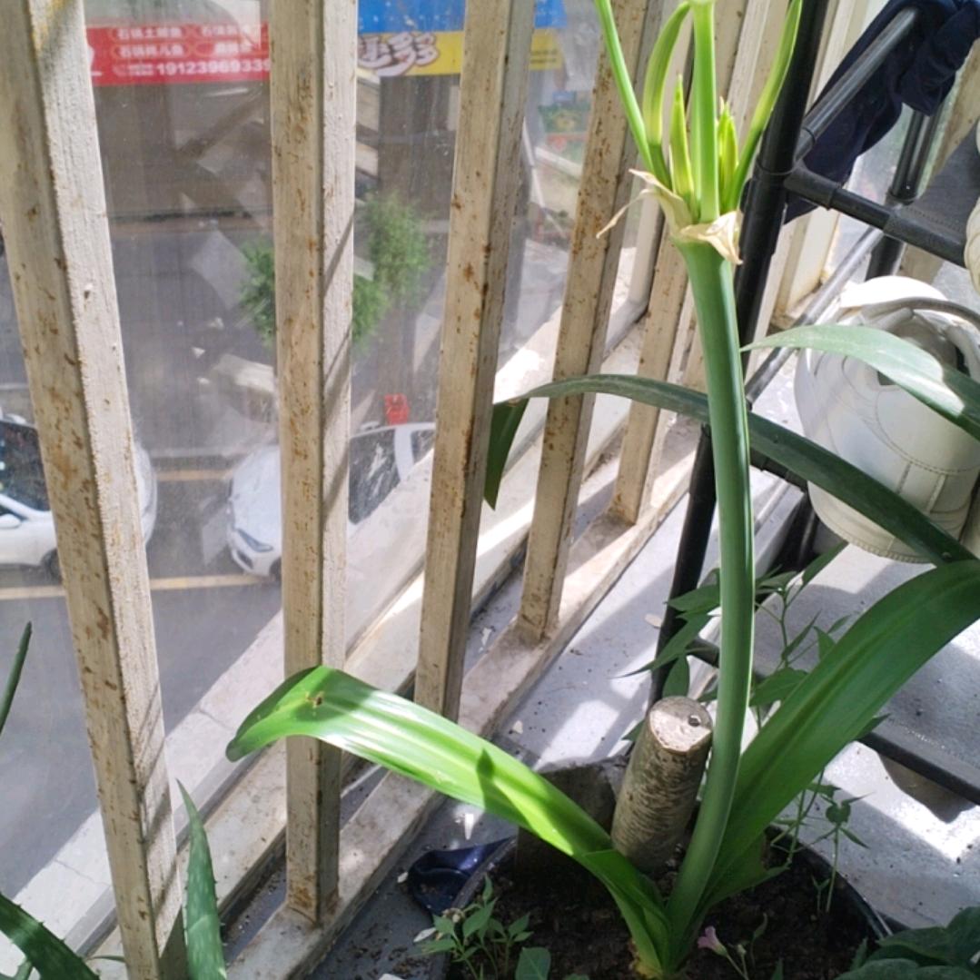 利通真开心