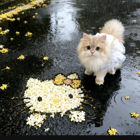 ~   ᳐古德猫宁 ᳐੭ﾞ