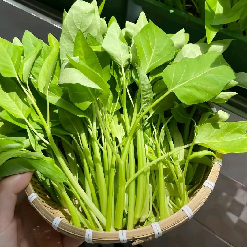 周周的日常生活