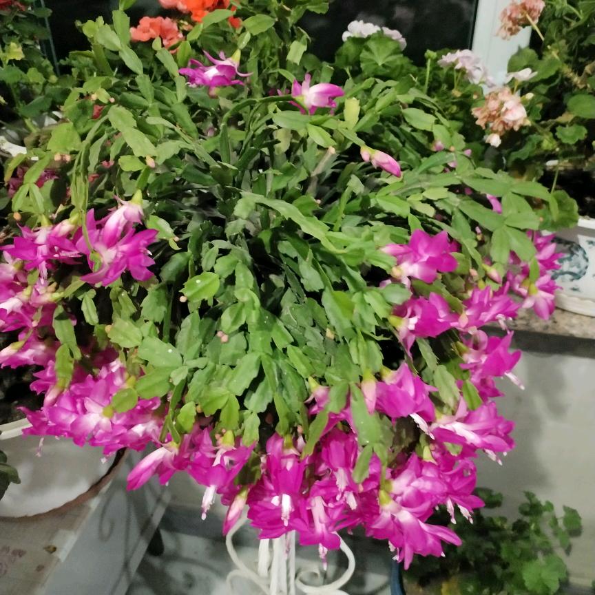 幸福🌹🌹