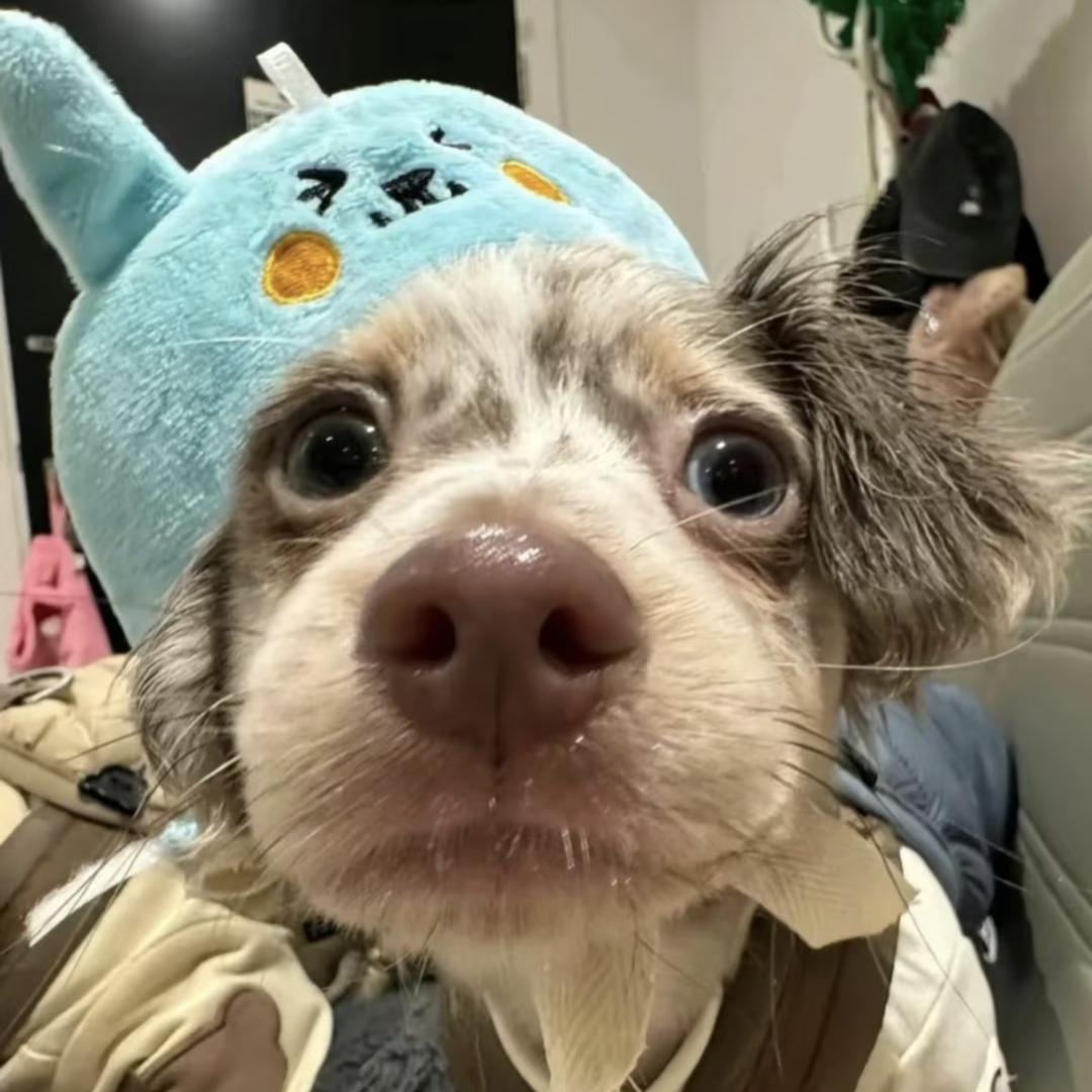栀秋