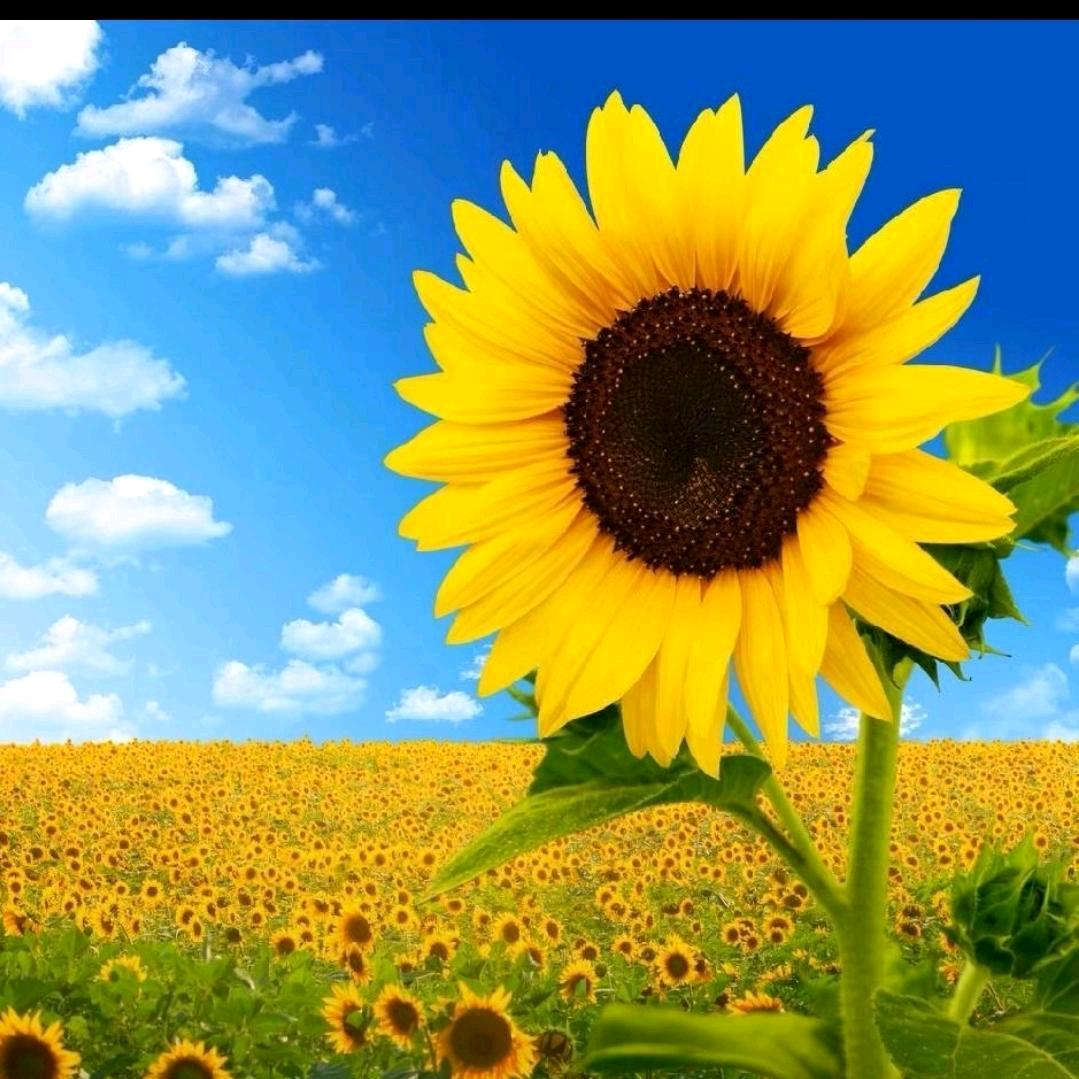 🌷悠然静心💞