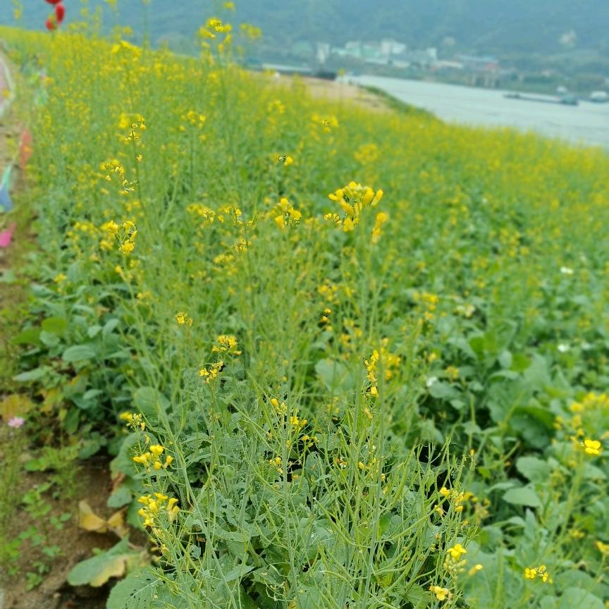 春燕