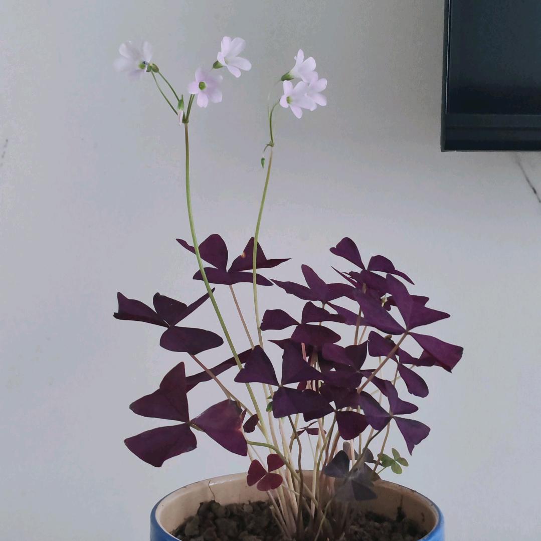 人间最美四月天