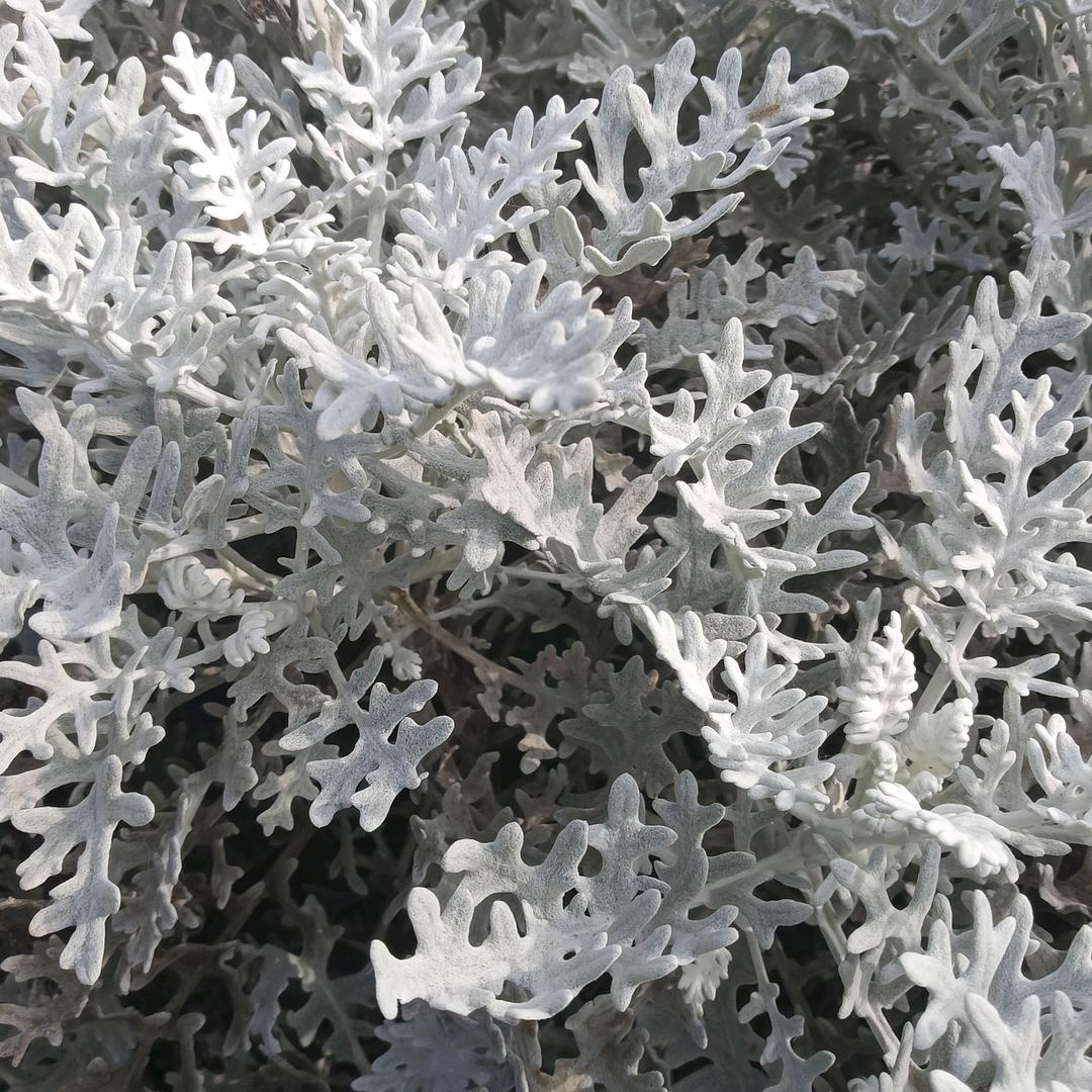 心亦空，尘埃落定