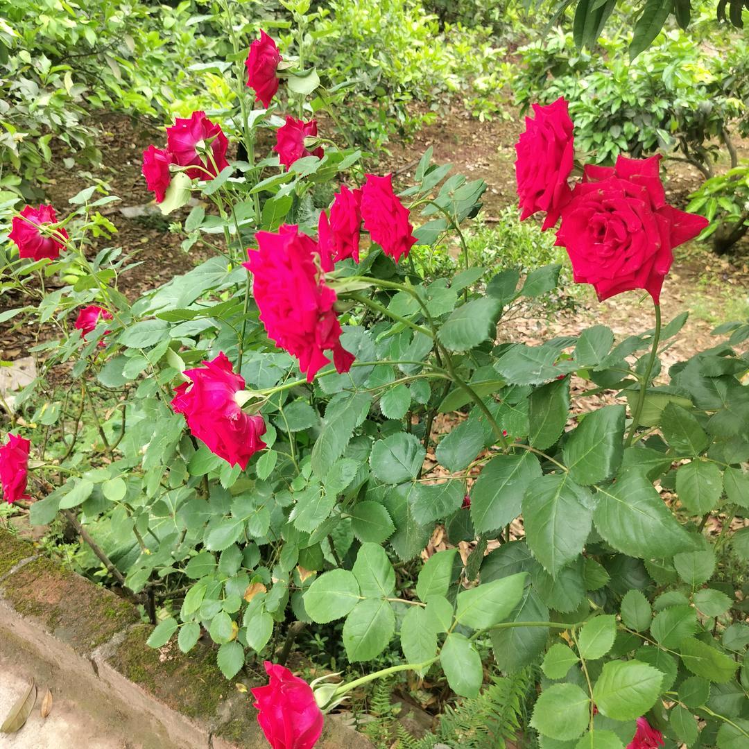 批发草纸一条龙1688