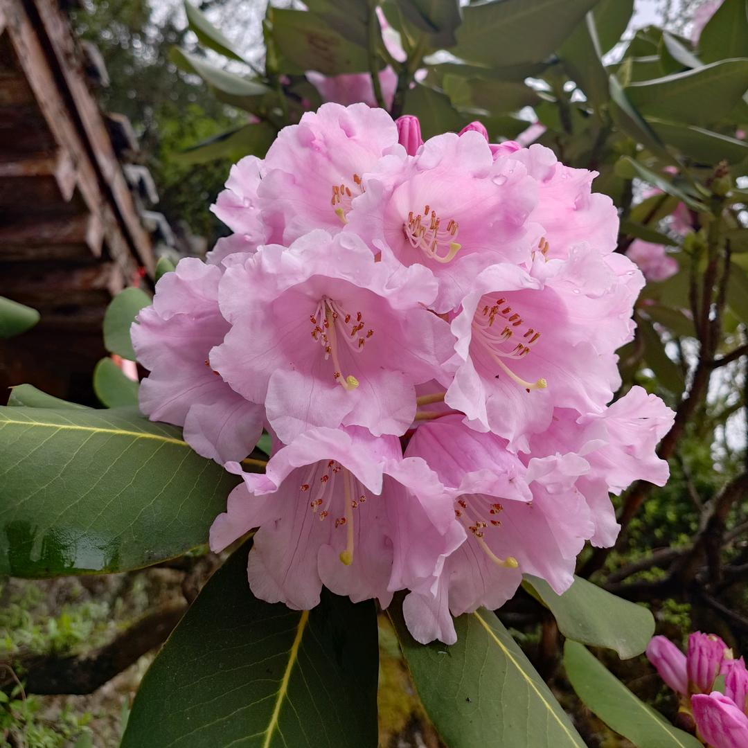 小南子