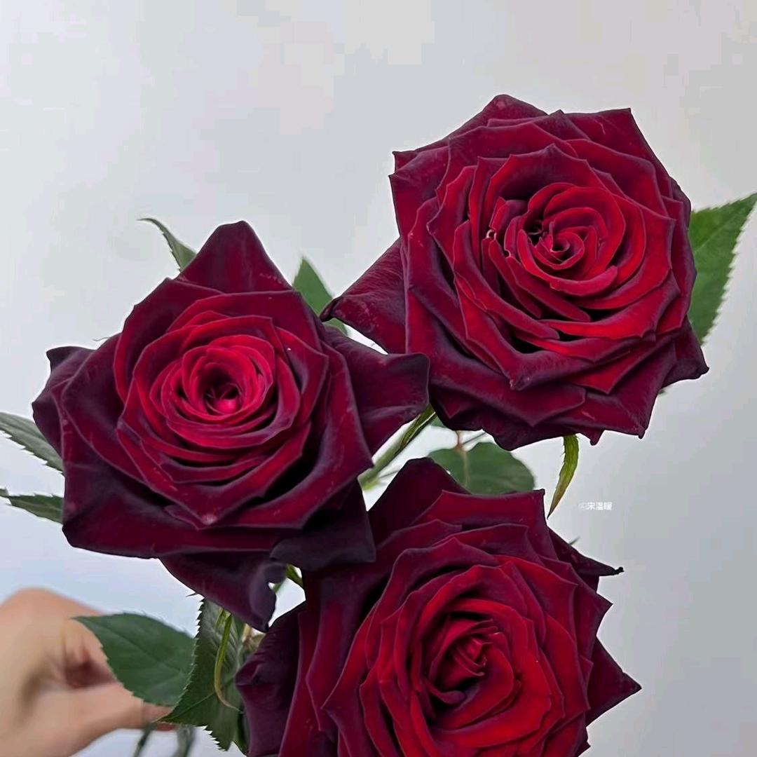 梦瑶