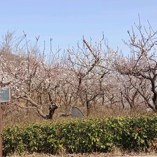 农村云朵♥(｡￫v￩｡)♥