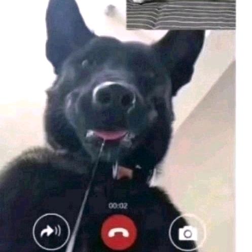 很清闲的老猫