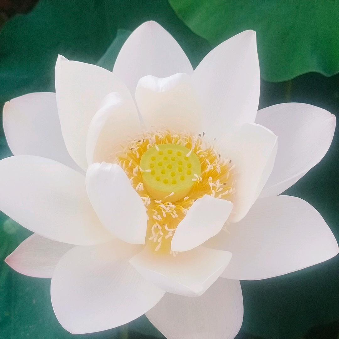 🌸🍀诚信