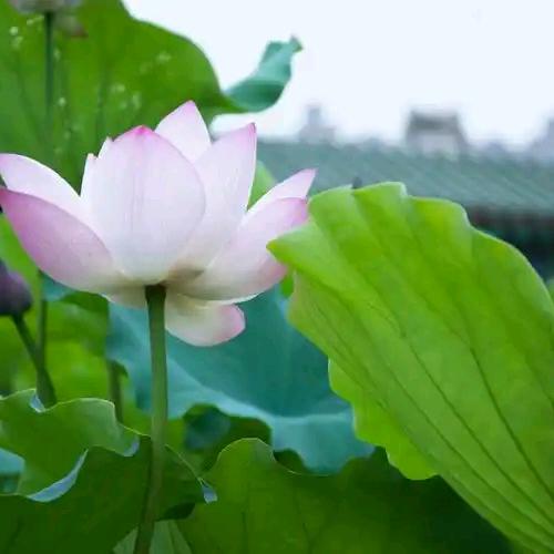 小迪师姐