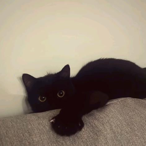 莉.